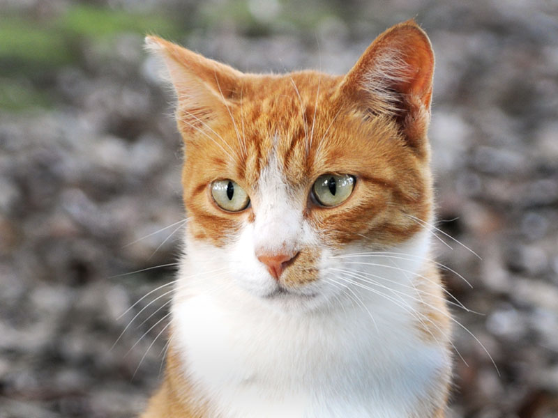 home_vet_gallery7